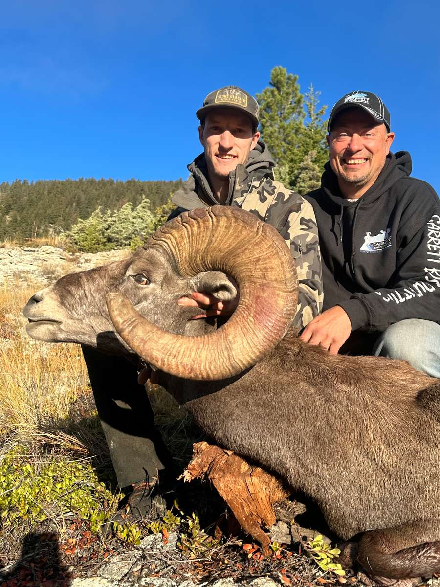 Alberta Bighorn Sheep Hunts